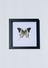 Giant swordtail butterfly 