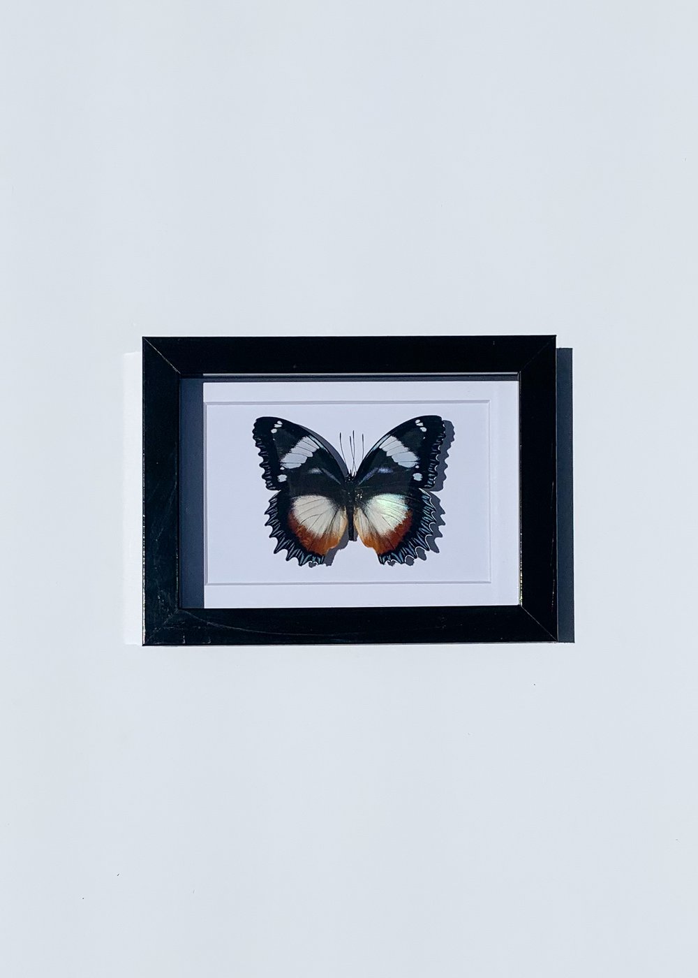 Image of Hypolimnas Dexithea Butterfly 