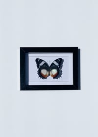 Image 1 of Hypolimnas Dexithea Butterfly 