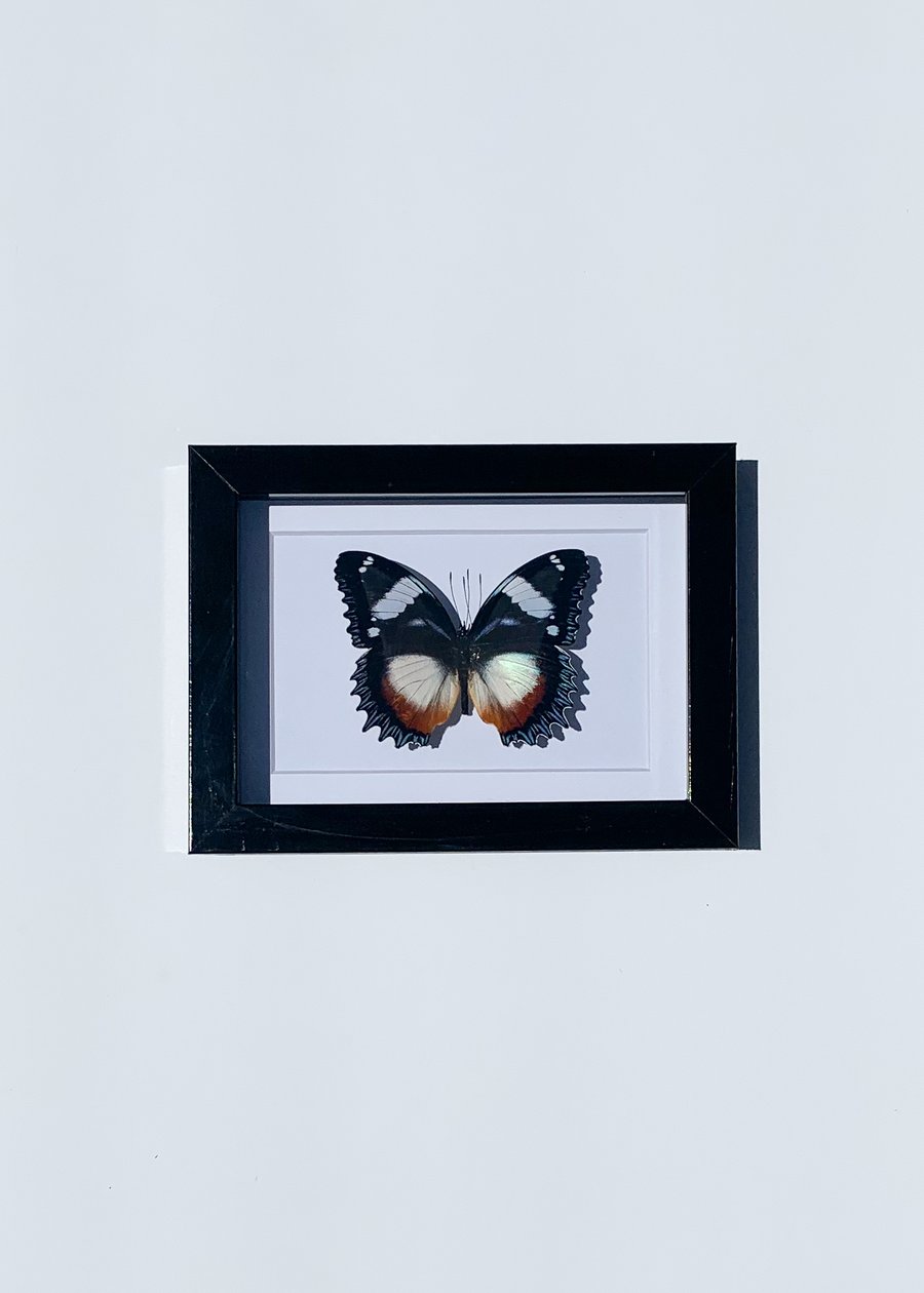 Image of Hypolimnas Dexithea Butterfly 