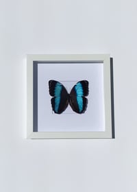 Image 1 of Blue-banded Morpho Butterfly 