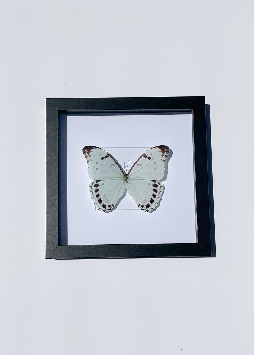 Image of Morpho Luna Butterfly 