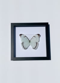 Image 1 of Morpho Luna Butterfly 