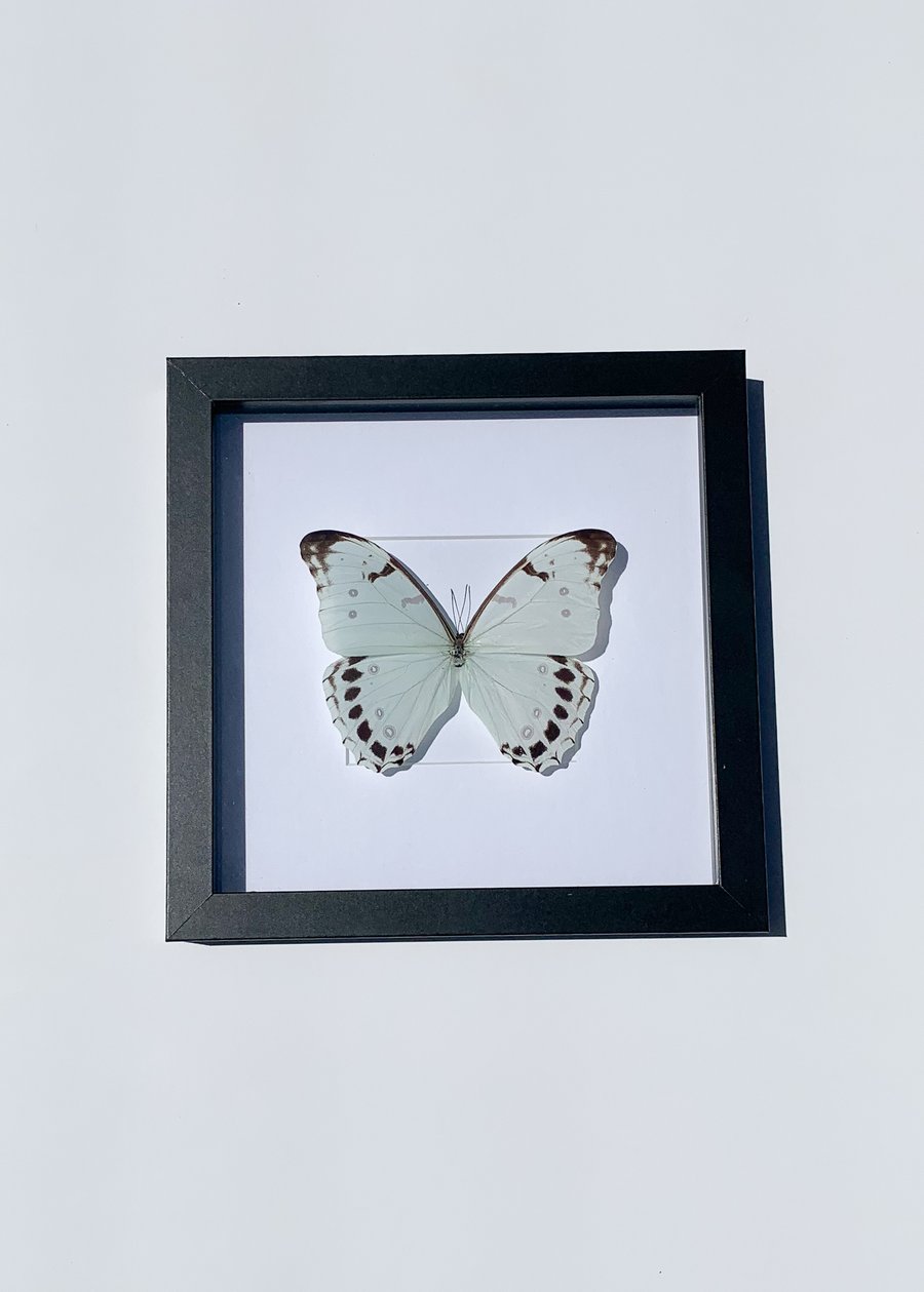Image of Morpho Luna Butterfly 