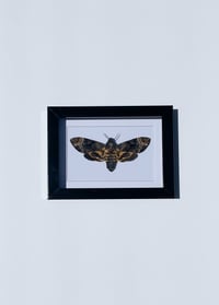 Image 1 of Death's-head Hawkmoth 