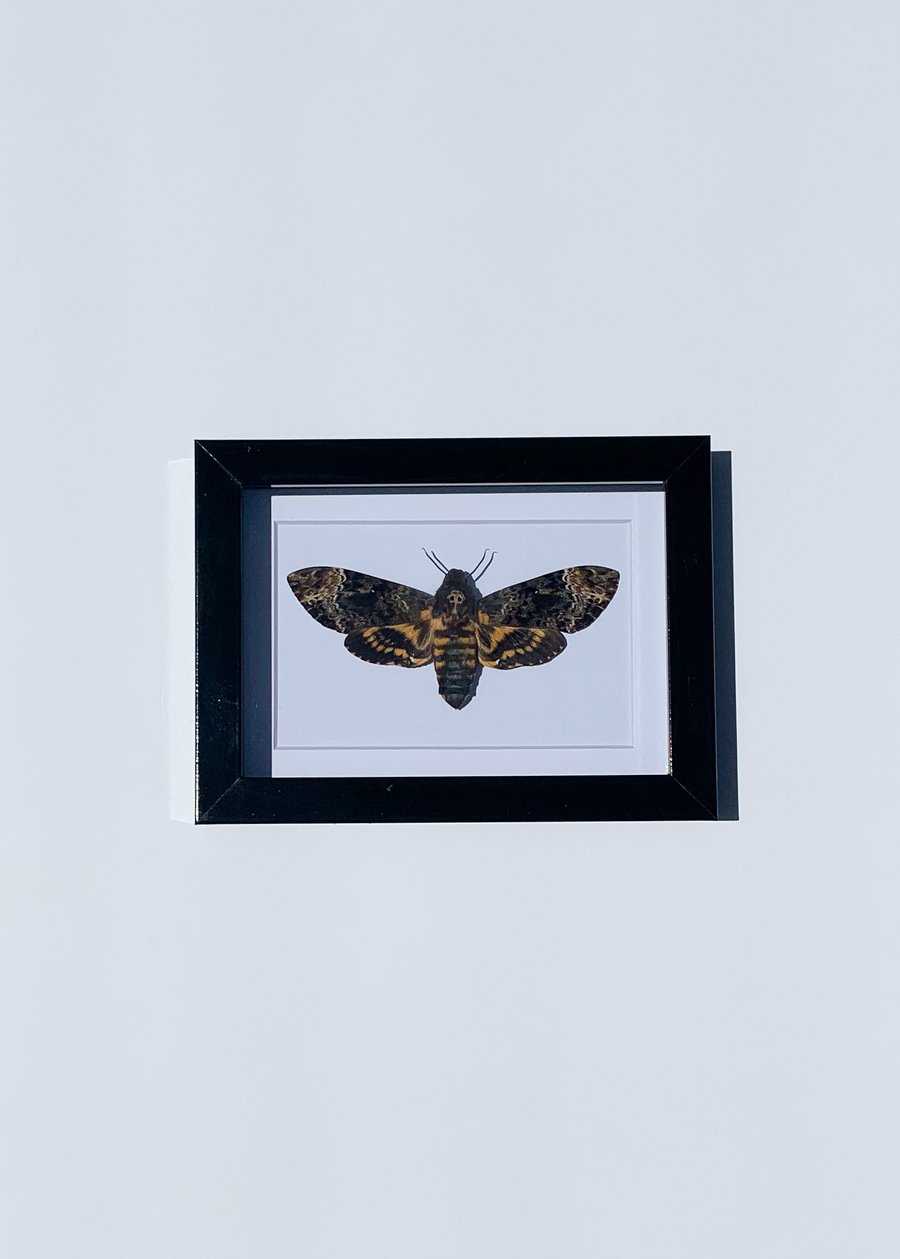 Image of Death's-head Hawkmoth 
