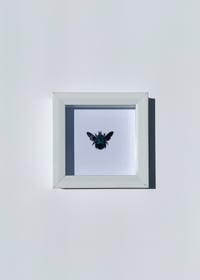 Image 2 of Carpenter Bee 
