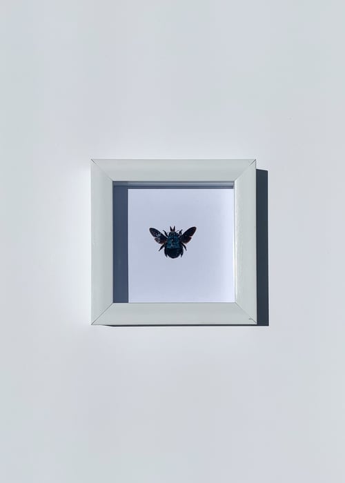 Image of Carpenter Bee 