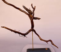 Image 2 of Road runner