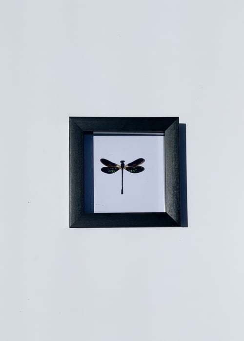 Image of Teal Glittering Damselfly