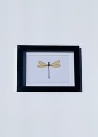 Image 2 of Gold Damselfly 