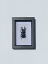 Black stag beetle 