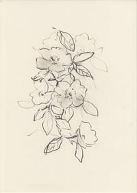 Dog rose study no. 2