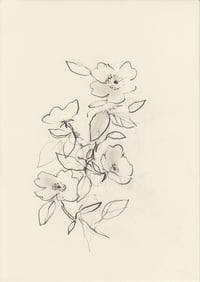 Dog rose study no. 3