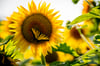 Sunflower Sessions, Day 2