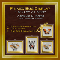 Image 3 of Pinned Bug Display Acrylic Charms