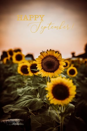 Image of Sunset Sunflower Minis