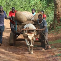 Image 2 of Kenya-Kichwa-Tembo-AA