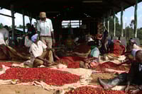 Image 3 of Kenya-Kichwa-Tembo-AA