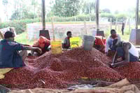 Image 4 of Kenya-Kichwa-Tembo-AA