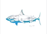 Great White Shark Print 