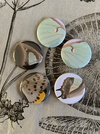 Image 1 of Real butterfly wing buttons 32 mm