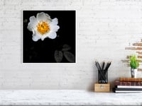 Image 2 of Wild White Rose