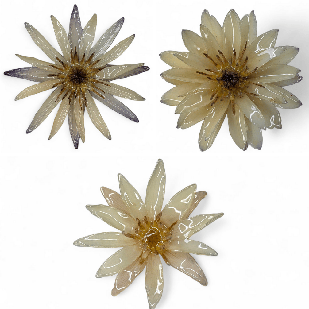 Image of Waterlily Brooch