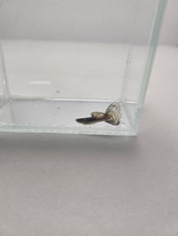 Image 1 of Assorted Male Guppies