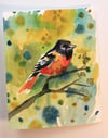 Orson the Oriole - Watercolor bird painting