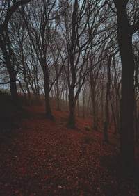 'Weeping Woods' - Photographic print *signed /hand numbered* Limited run.