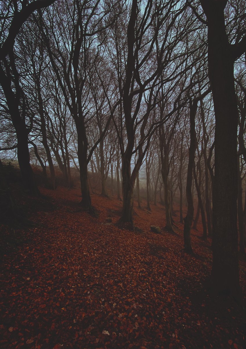 'Weeping Woods' Photographic print *signed /hand numbered* Limited