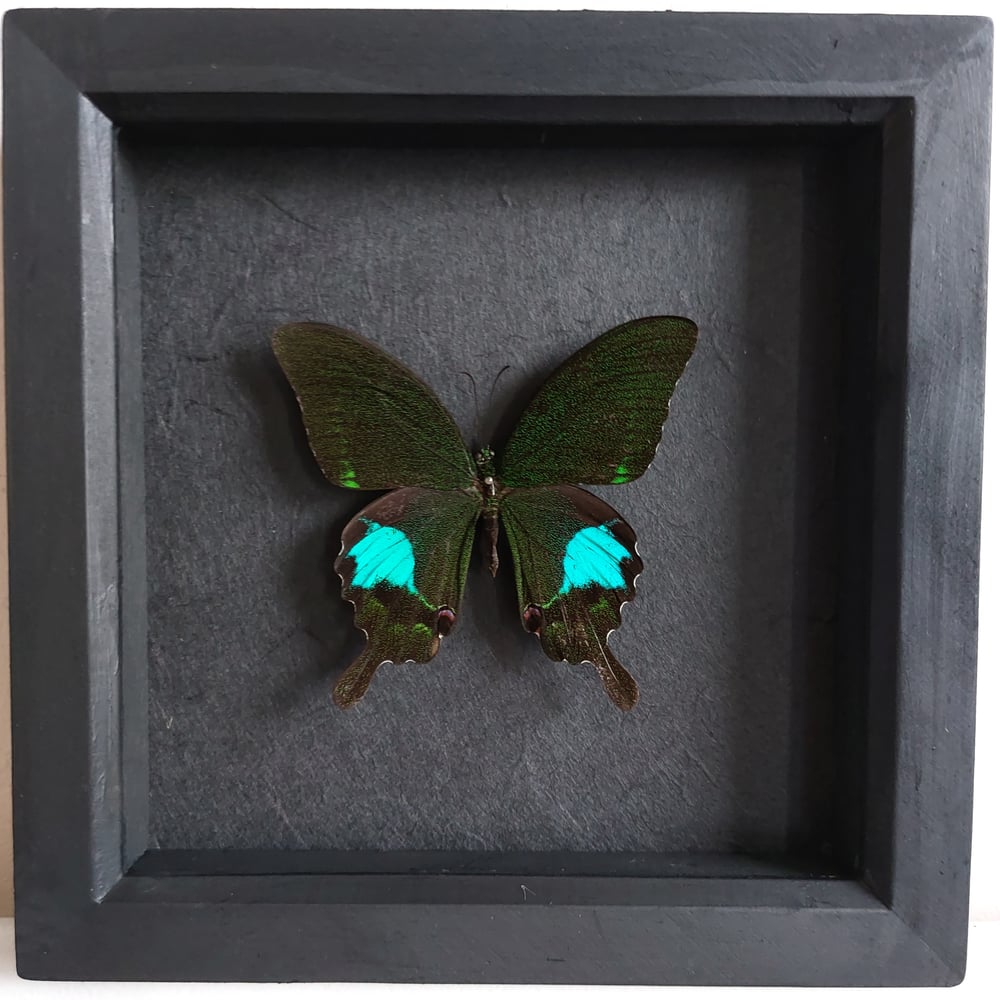 Image of Framed - Paris Peacock Swallowtail Butterfly 