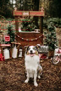 Image 5 of Outdoor & Indoor Xmas Mini Sessions
