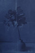 Cyanotype Fleur Lokta - 50*65 cm