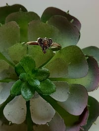 Image 3 of Elephant Ring