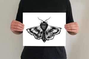 'Just A Moth' 11" x 14" Print