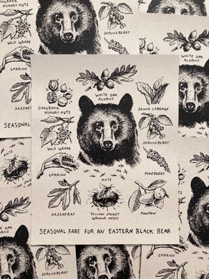 Image of FORAGING BLACK BEAR [print]