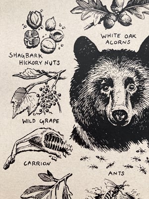 Image of FORAGING BLACK BEAR [print]