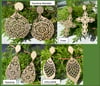 Eco Wooden  Boho Drop Dangle White & Gold Earrings