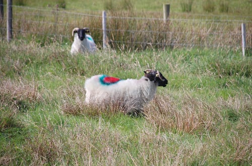 Image of Graughill Sheep 76 (5) / RONAN DILLON