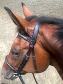 Bless This Horse - Halter Tag