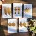 Image of Earring Collection from Mesa Blue