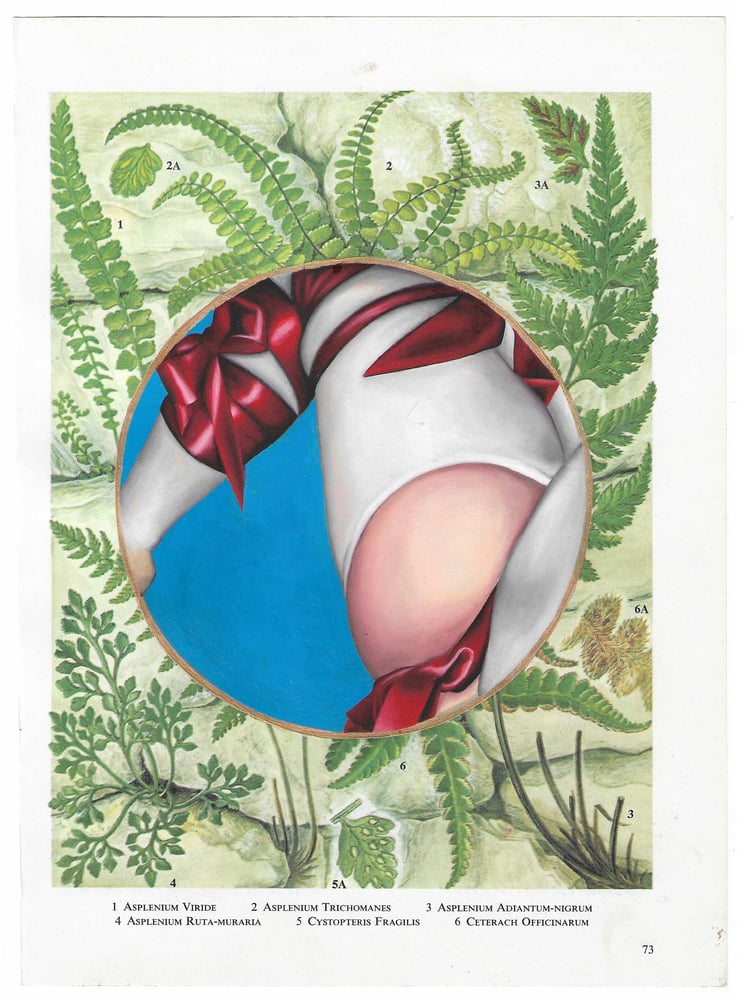 Image of Emma Harvey - Flower Book Plate 7, (2022)  Oil on paper