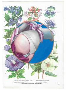 Image of Emma Harvey - Flower Book Plate 13, (2022)  Oil on paper