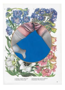 Image of Emma Harvey - Flower Book Plate 17, (2022)  Oil on paper