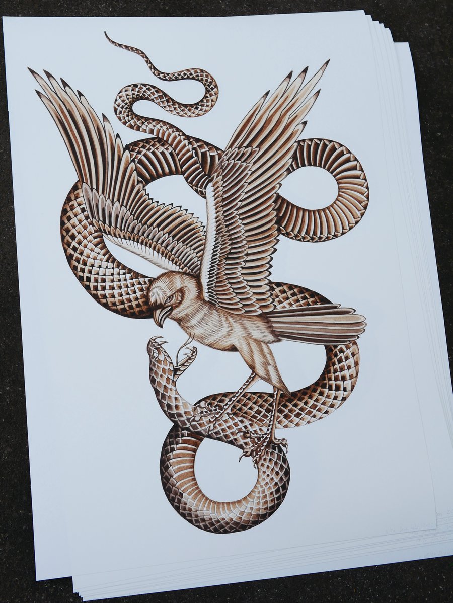 Image of Australian Swamp Harrier & Brown Snake Print 