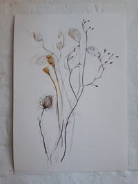 Image 1 of Autumn seed heads no. 1