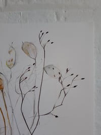 Image 3 of Autumn seed heads no. 1