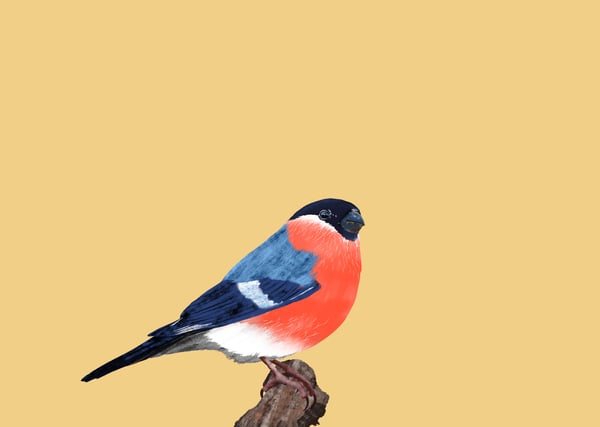 Image of Alright Bird - Bullfinch